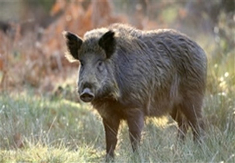 کشف و ضبط شش قبضه سلاح شکاری به همراه لاشه یک راس گراز در سیاهکل