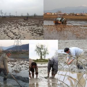 رعایت تقویم زراعی برای شالیکاران گیلانی الزامیست