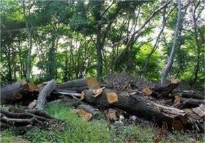 دستور مدیر کل حفاظت محیط زیست گیلان جهت بررسی دقیق و کارشناسی خسارات وارده به زیستگاه و یا تلفات احتمالی حیات وحش در استان