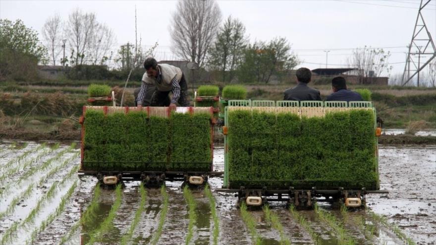 نشا ۸۱ درصد اراضی شالیزاری گیلان