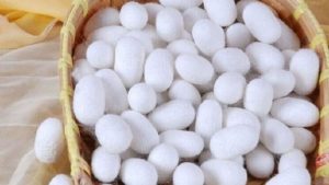 برداشت ۹۳ درصد پیله‌تر ابریشم در گیلان