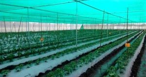 اجرای طرح پایلوت کشت زنجبیل با سایبان های نوین در ایران