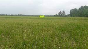 درآمد میلیاردی کشاورزان گیلانی با کشت دوم