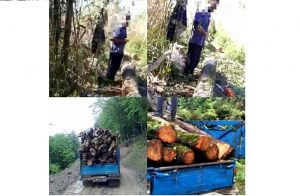 دستگیری قاچاقچیان چوب در تالاب کیاکلایه لنگرود