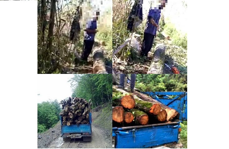 دستگیری قاچاقچیان چوب در تالاب کیاکلایه لنگرود