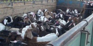 توقیف ۴۳ رأس دام فاقد مجوز در رودبار