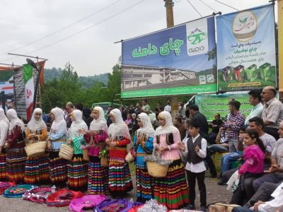 اولین جشنواره برداشت چای در بخش کومله شهرستان لنگرود