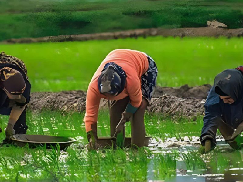 پایان نشاء در ۲۳۸ هزار هکتار از شالیزارهای گیلان