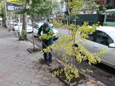 کاشت درخت ژینگو در خیابان شهید بهشتی توسط شهرداری لاهیجان