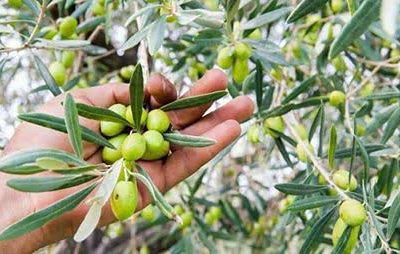 برداشت ۱۸ هزار تن زیتون در رودبار